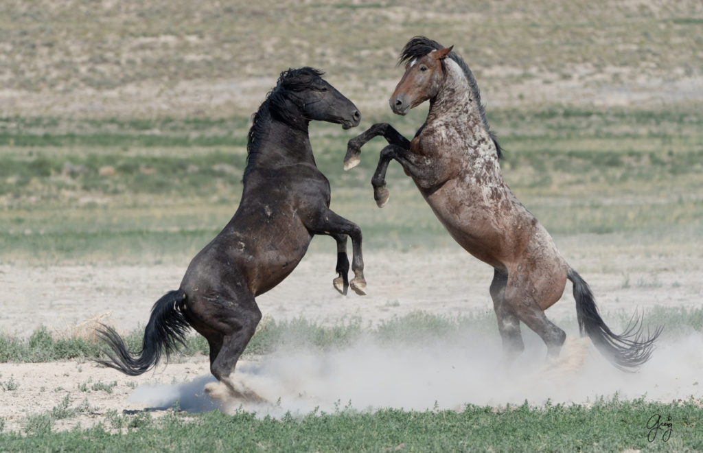 wild mustang fighting, wild stallions fighting, Onaqui wild horses after 2021 roundup, photography of wild horses, photographs of wild horses, wild horse photography