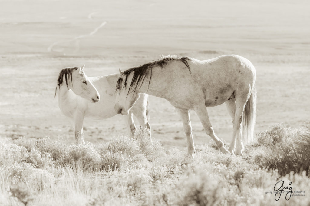 best wild horse photographs, wild horses, wild horse photographers, Onaqui wild horses