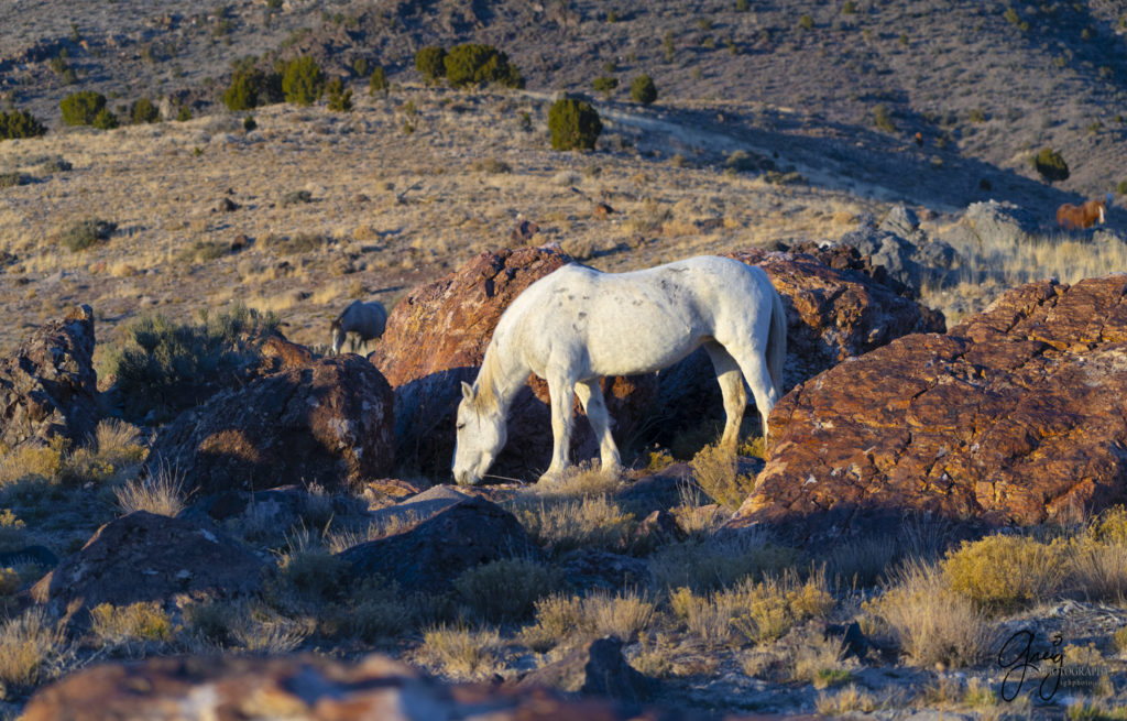 best wild horse photographs, wild horses, wild horse photographers, Onaqui wild horses