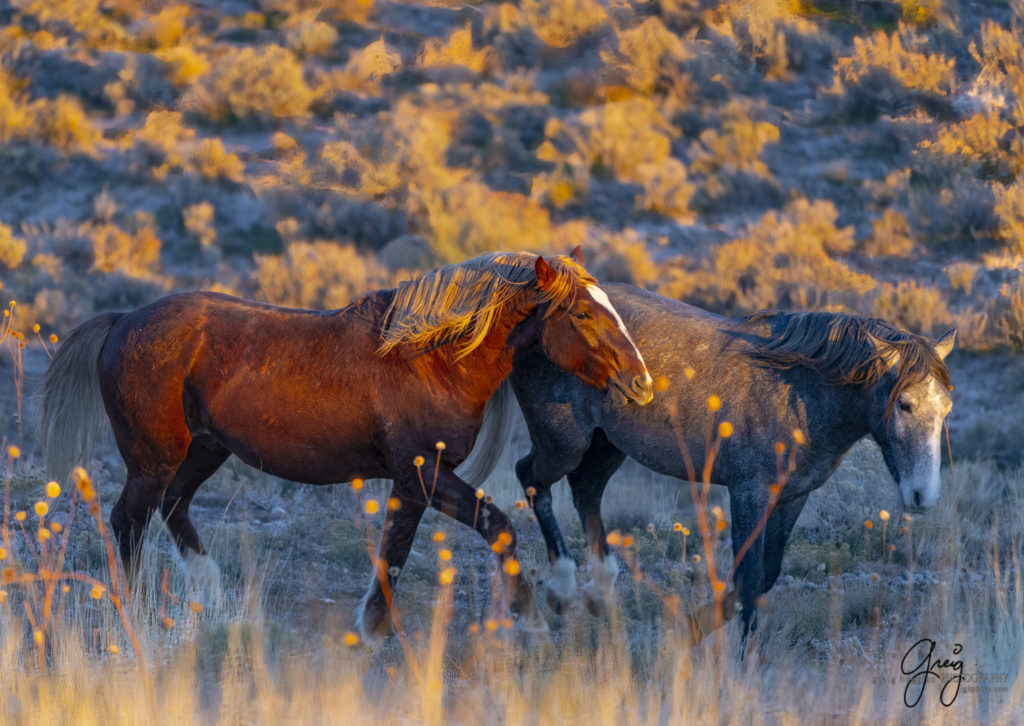 best wild horse photographs, wild horses, wild horse photographers, Onaqui wild horses