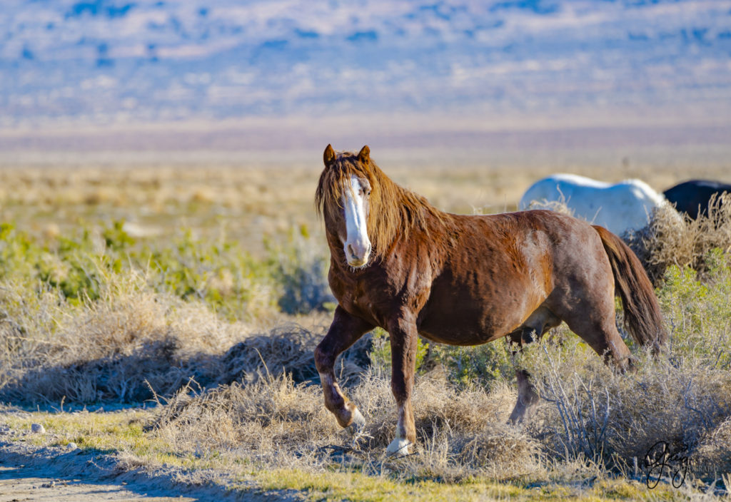 best wild horse photographs, wild horses, wild horse photographers, Onaqui wild horses