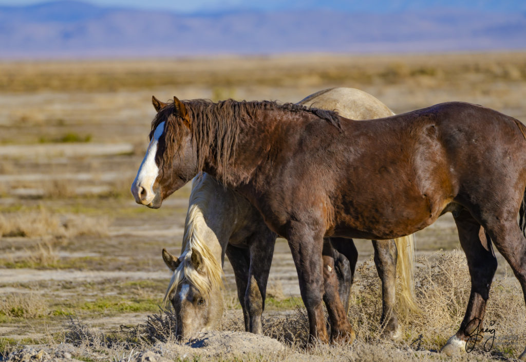 best wild horse photographs, wild horses, wild horse photographers, Onaqui wild horses