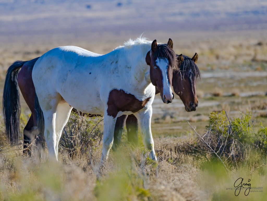 best wild horse photographs, wild horses, wild horse photographers, Onaqui wild horses