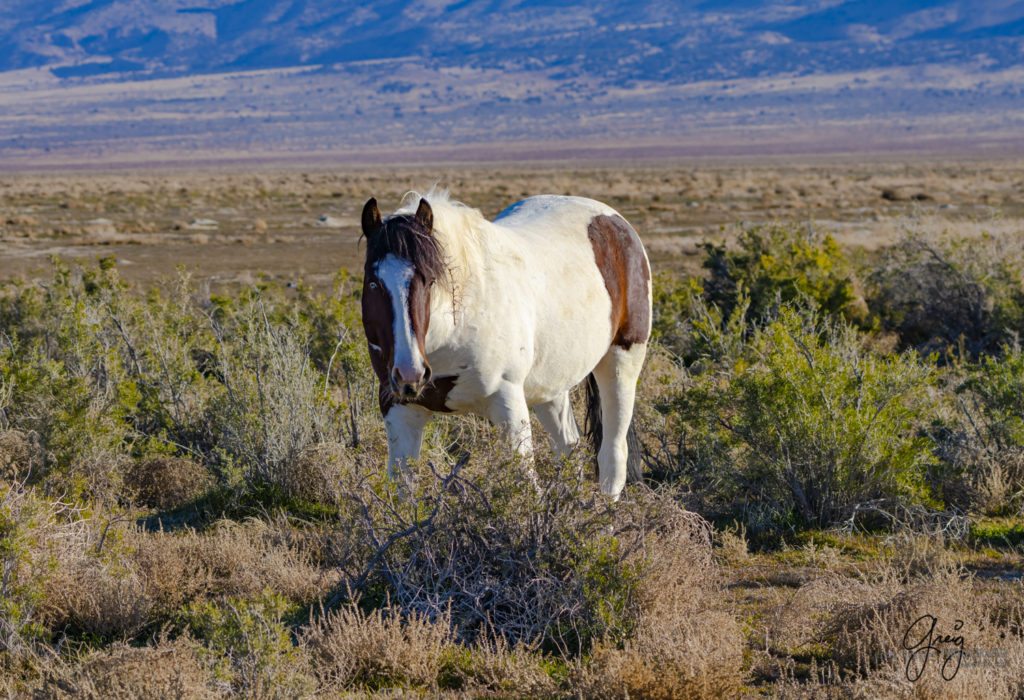 best wild horse photographs, wild horses, wild horse photographers, Onaqui wild horses