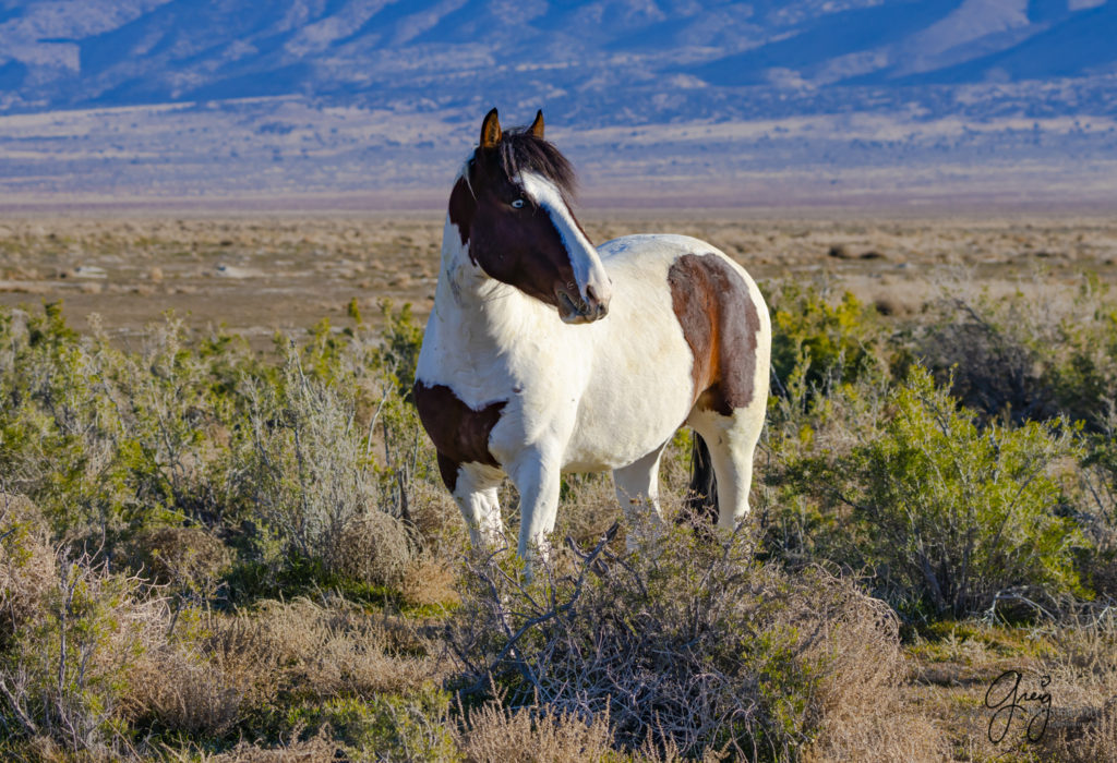 best wild horse photographs, wild horses, wild horse photographers, Onaqui wild horses