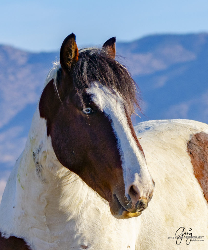 best wild horse photographs, wild horses, wild horse photographers, Onaqui wild horses