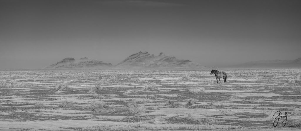 best wild horse photographs, wild horses, wild horse photographers, Onaqui wild horses