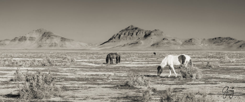 best wild horse photographs, wild horses, wild horse photographers, Onaqui wild horses