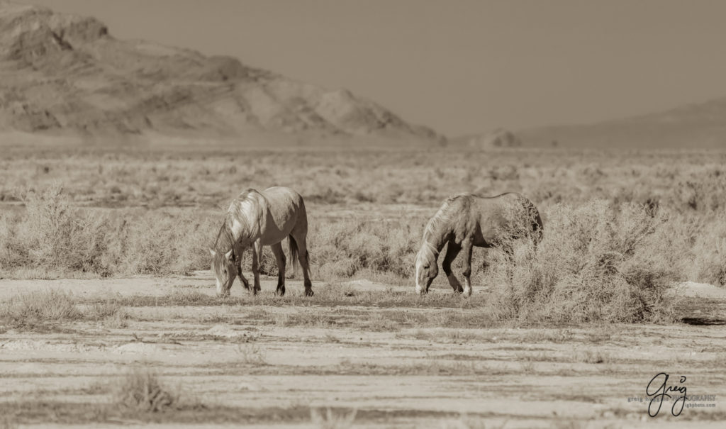 best wild horse photographs, wild horses, wild horse photographers, Onaqui wild horses