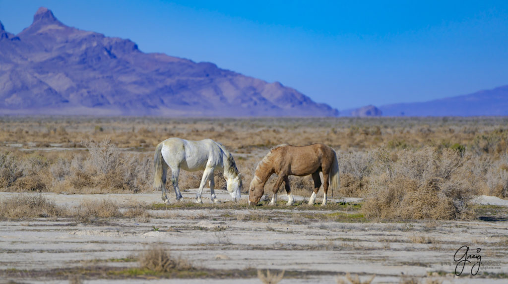 best wild horse photographs, wild horses, wild horse photographers, Onaqui wild horses