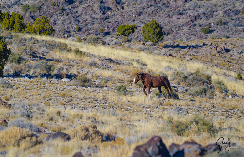 best wild horse photographs, wild horses, wild horse photographers, Onaqui wild horses