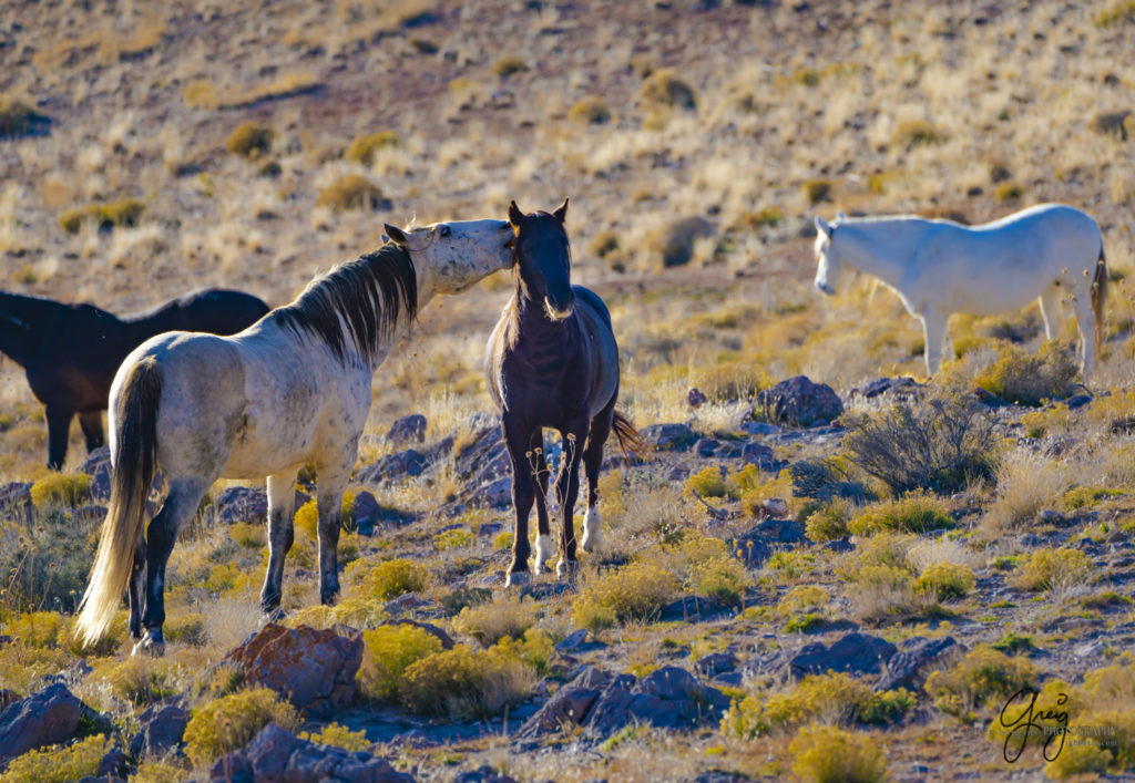 best wild horse photographs, wild horses, wild horse photographers, Onaqui wild horses