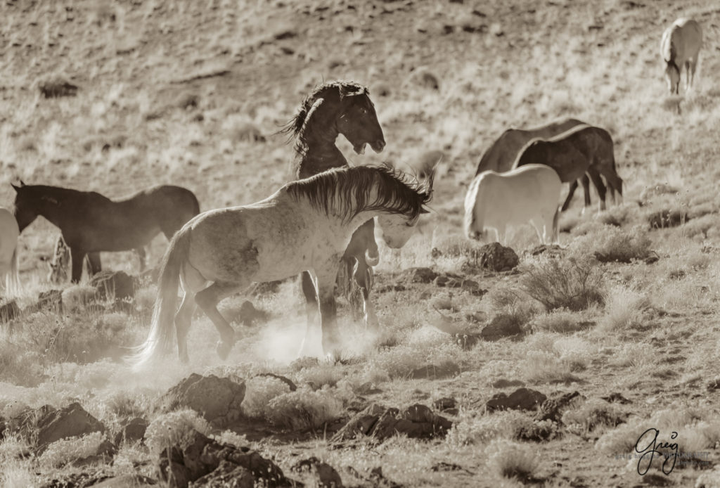 best wild horse photographs, wild horses, wild horse photographers, Onaqui wild horses