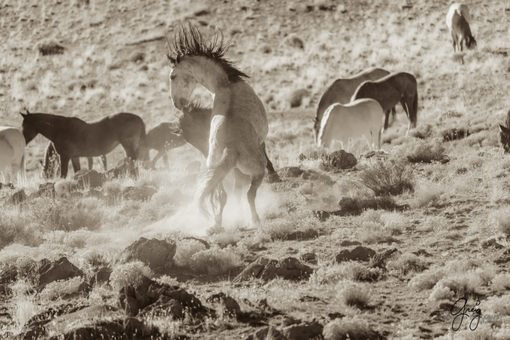 best wild horse photographs, wild horses, wild horse photographers, Onaqui wild horses