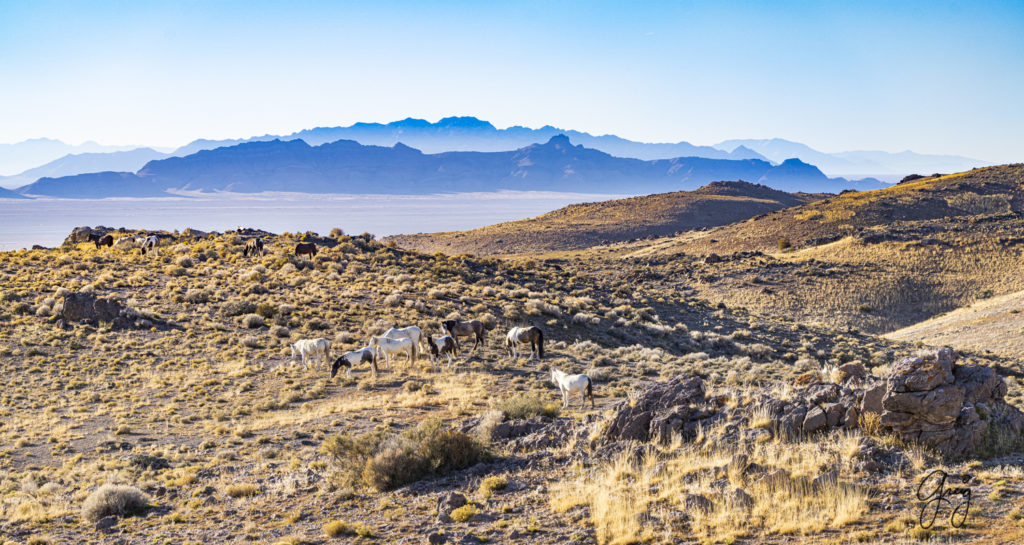 best wild horse photographs, wild horses, wild horse photographers, Onaqui wild horses