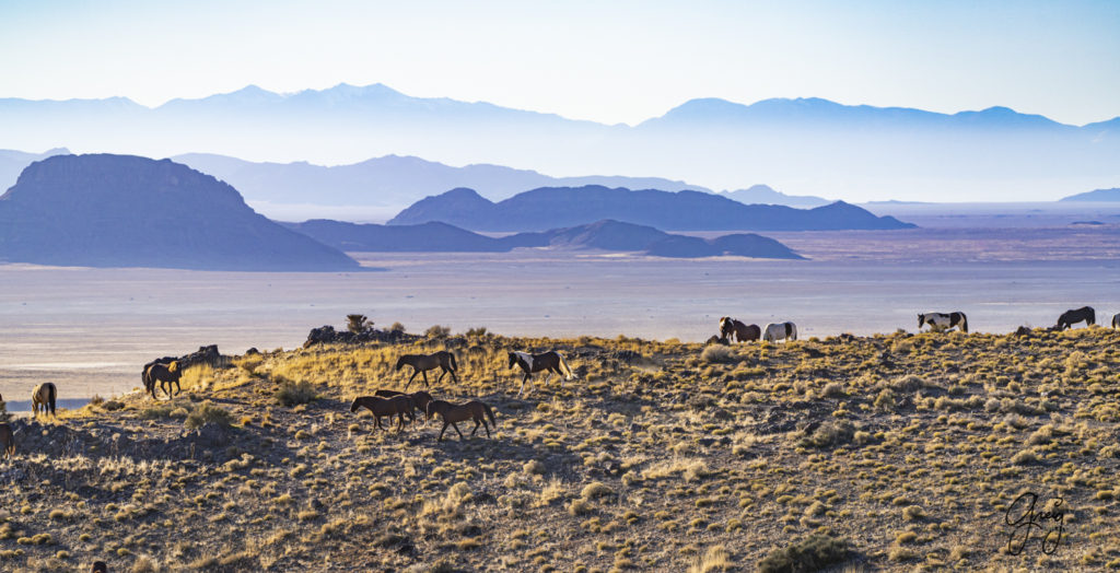 best wild horse photographs, wild horses, wild horse photographers, Onaqui wild horses