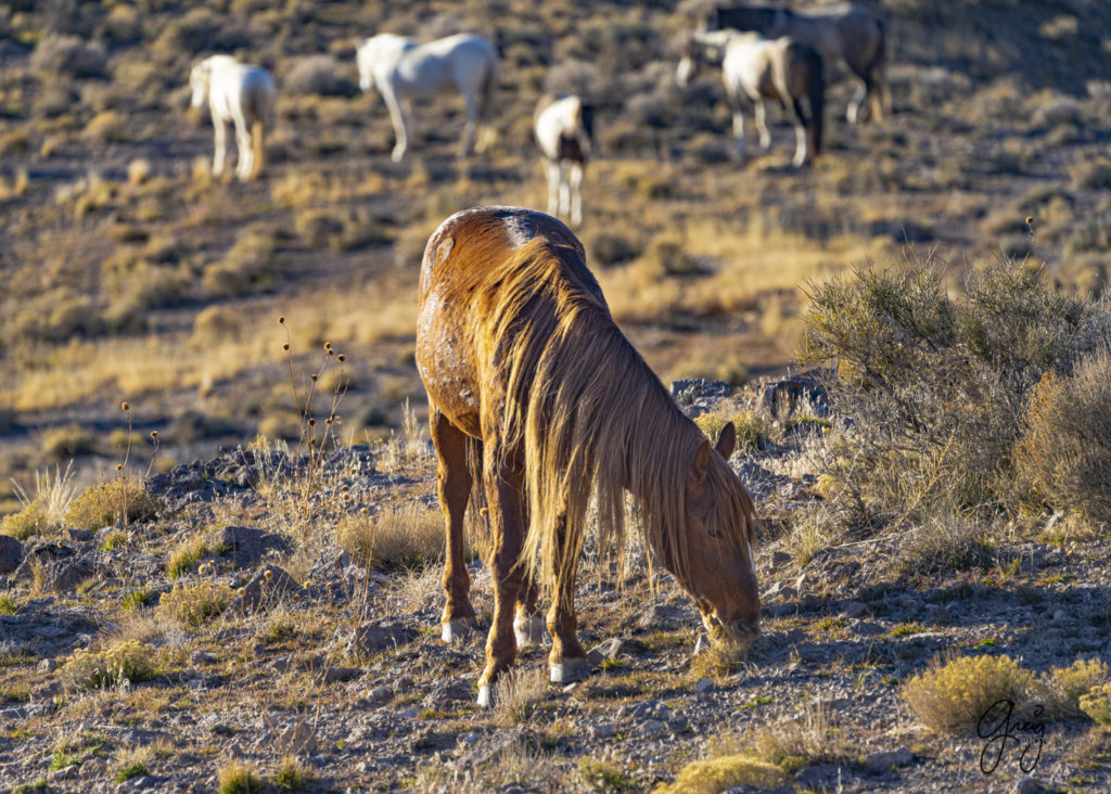 best wild horse photographs, wild horses, wild horse photographers, Onaqui wild horses