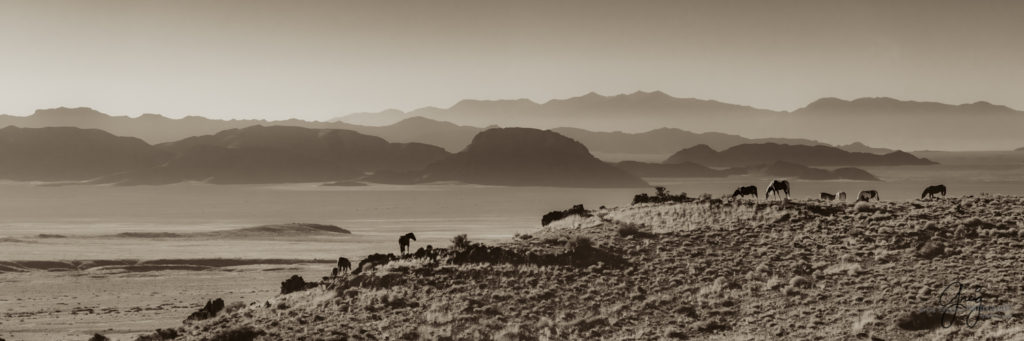 best wild horse photographs, wild horses, wild horse photographers, Onaqui wild horses