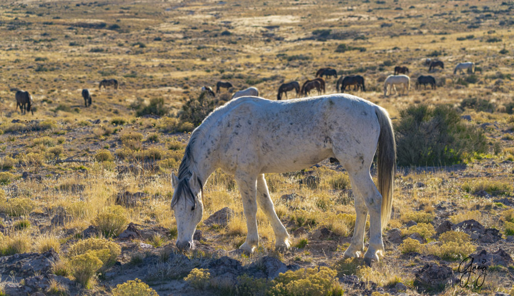 best wild horse photographs, wild horses, wild horse photographers, Onaqui wild horses