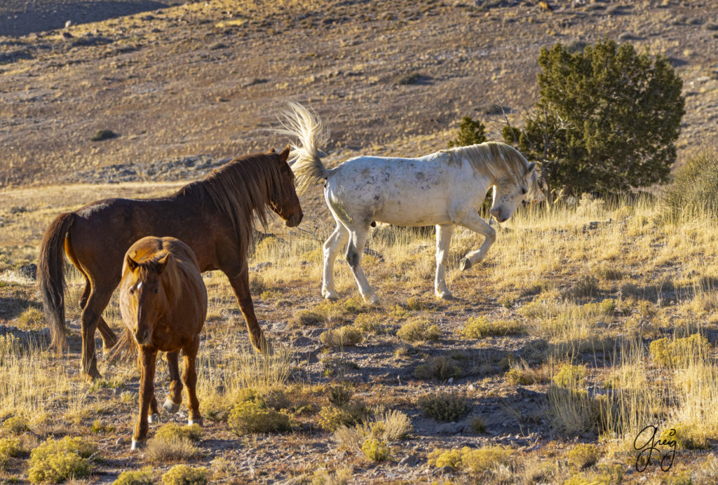 best wild horse photographs, wild horses, wild horse photographers, Onaqui wild horses