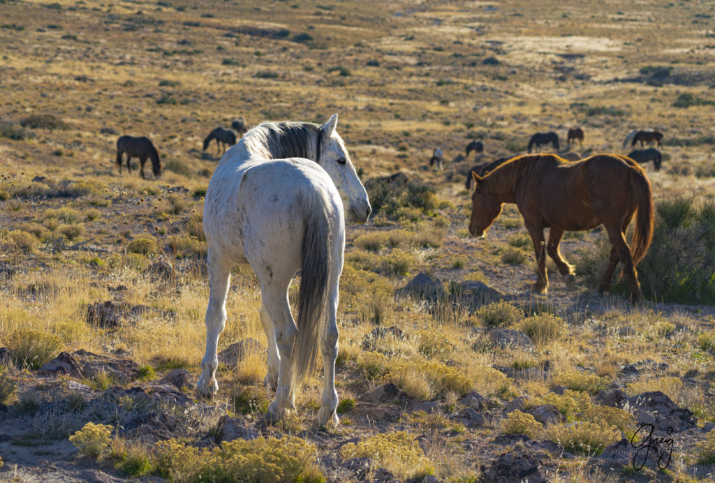 best wild horse photographs, wild horses, wild horse photographers, Onaqui wild horses