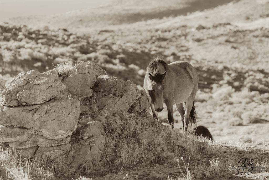 best wild horse photographs, wild horses, wild horse photographers, Onaqui wild horses