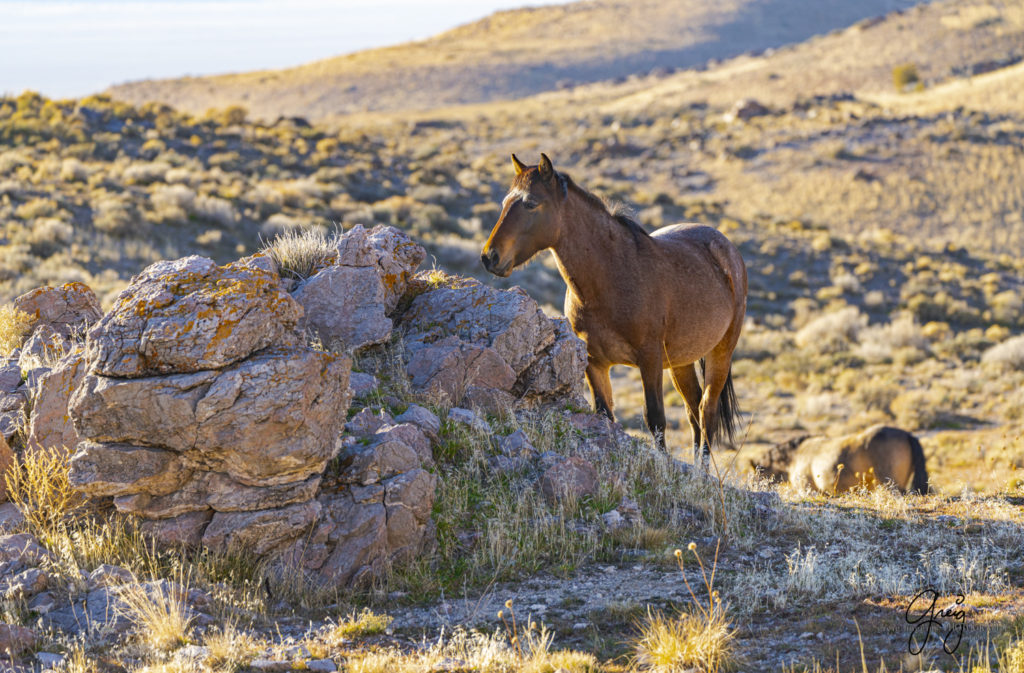 best wild horse photographs, wild horses, wild horse photographers, Onaqui wild horses