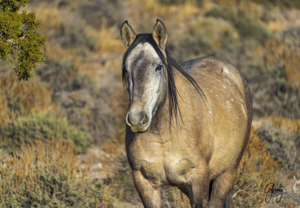 best wild horse photographs, wild horses, wild horse photographers, Onaqui wild horses