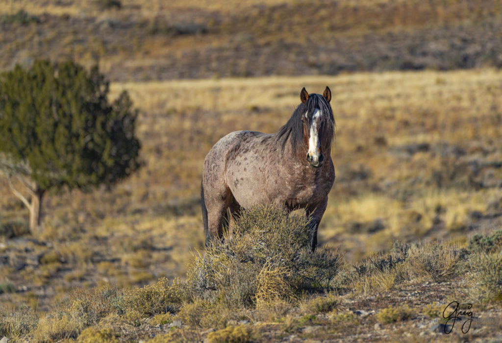 best wild horse photographs, wild horses, wild horse photographers, Onaqui wild horses