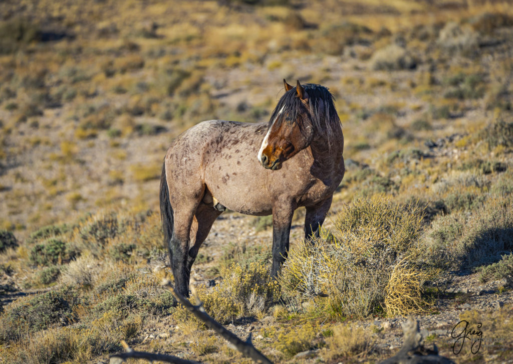 best wild horse photographs, wild horses, wild horse photographers, Onaqui wild horses