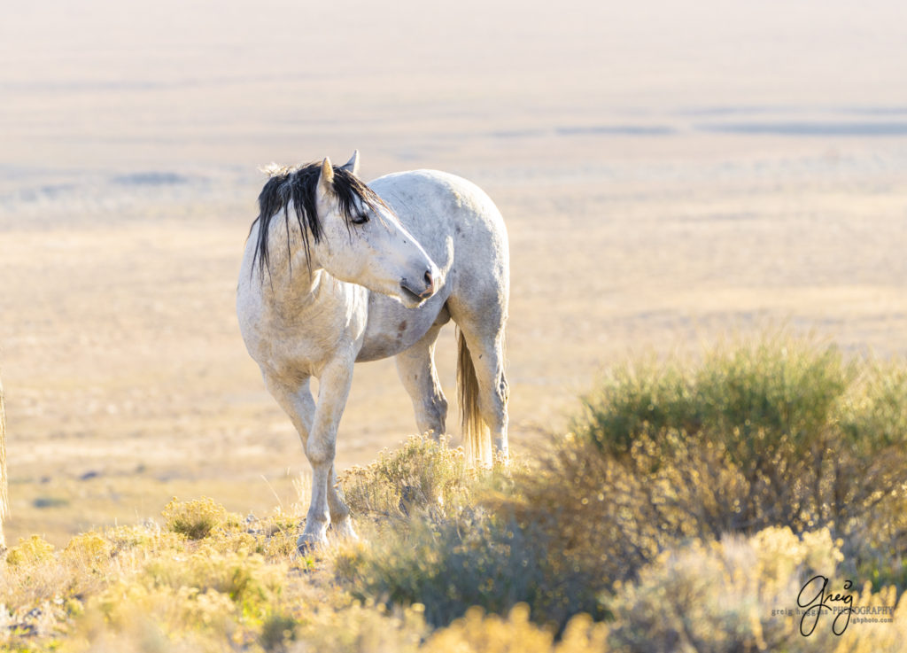 best wild horse photographs, wild horses, wild horse photographers, Onaqui wild horses