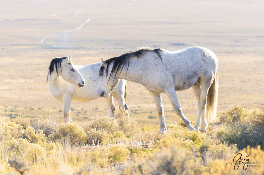 best wild horse photographs, wild horses, wild horse photographers, Onaqui wild horses