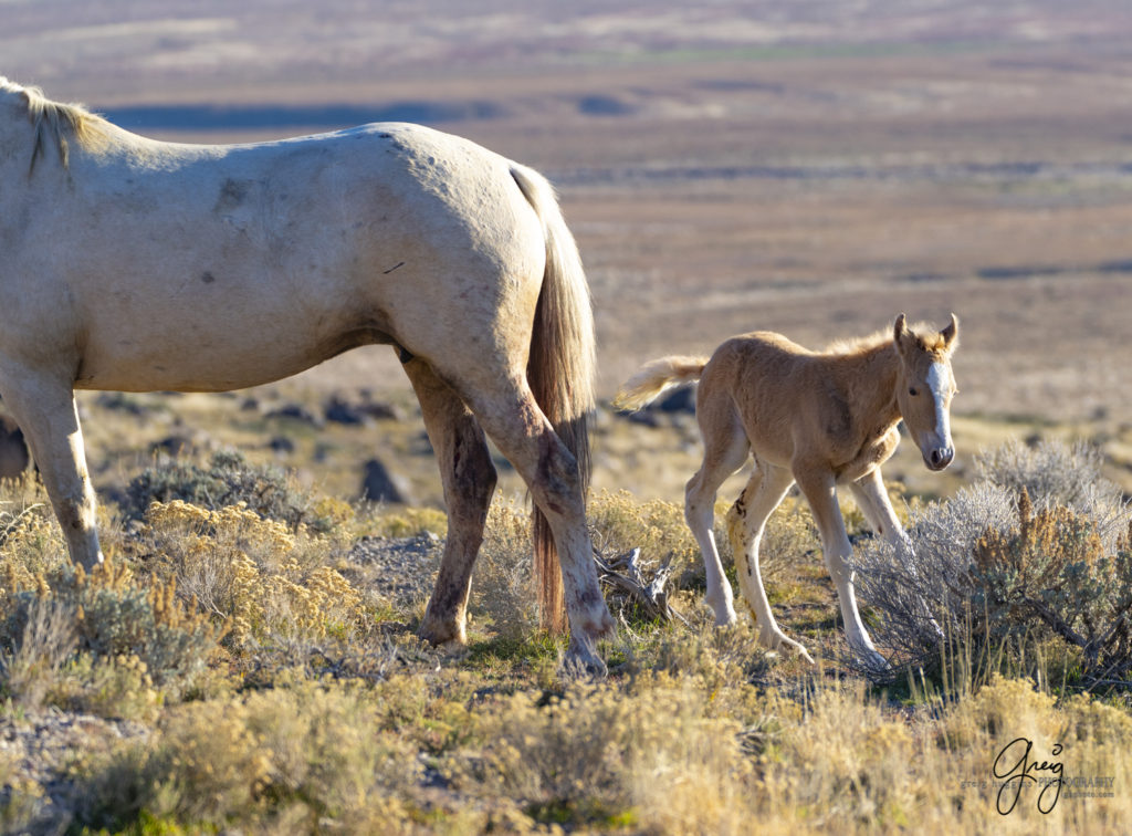 best wild horse photographs, wild horses, wild horse photographers, Onaqui wild horses