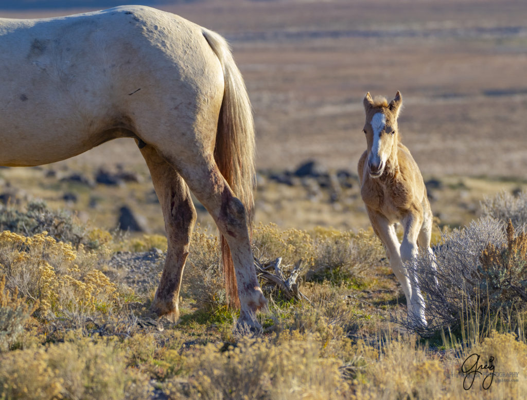 Onaqui filly born in December, new wild horse foal, newest Onaqui foal, new filly, Onaqui wild horses