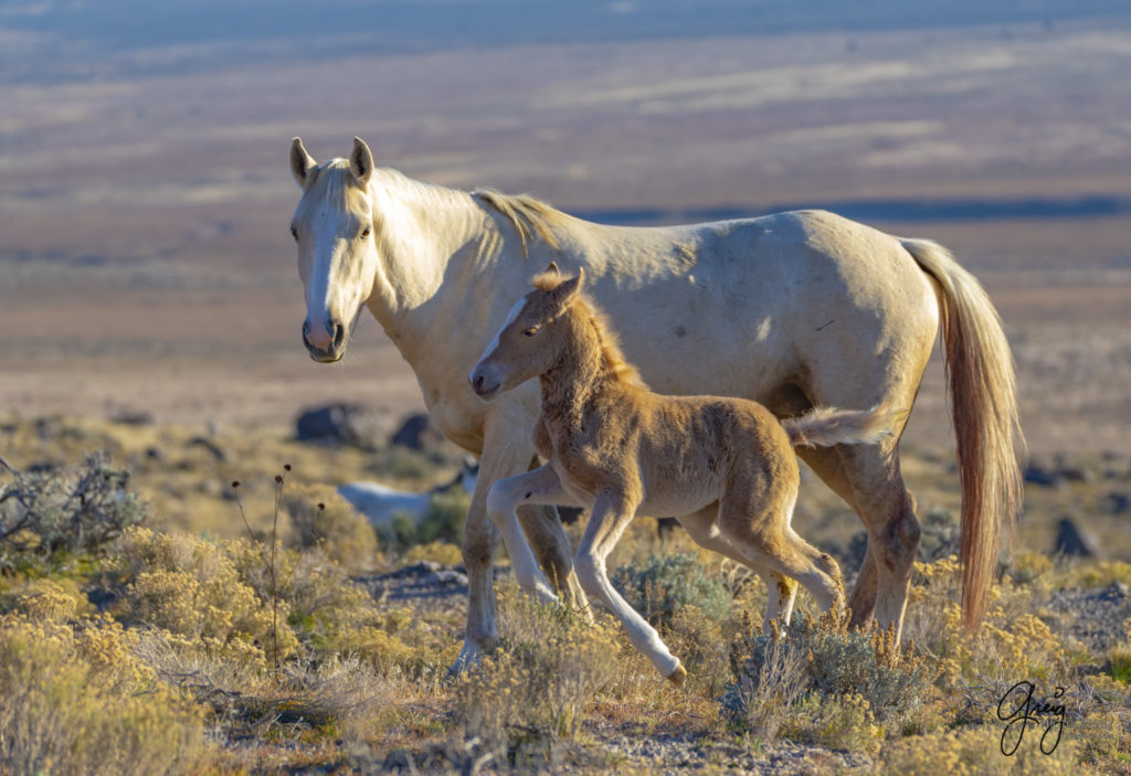 Onaqui filly born in December, new wild horse foal, newest Onaqui foal, new filly, Onaqui wild horses