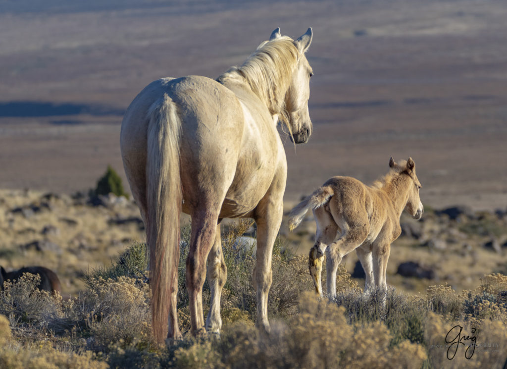 Onaqui filly born in December, new wild horse foal, newest Onaqui foal, new filly, Onaqui wild horses