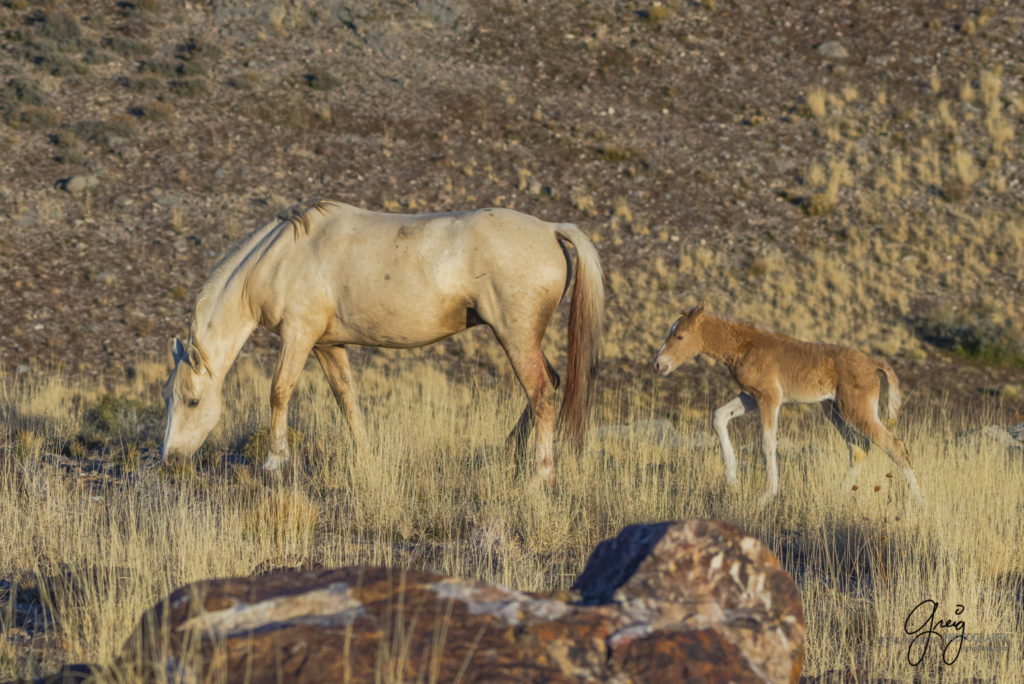 Onaqui filly born in December, new wild horse foal, newest Onaqui foal, new filly, Onaqui wild horses