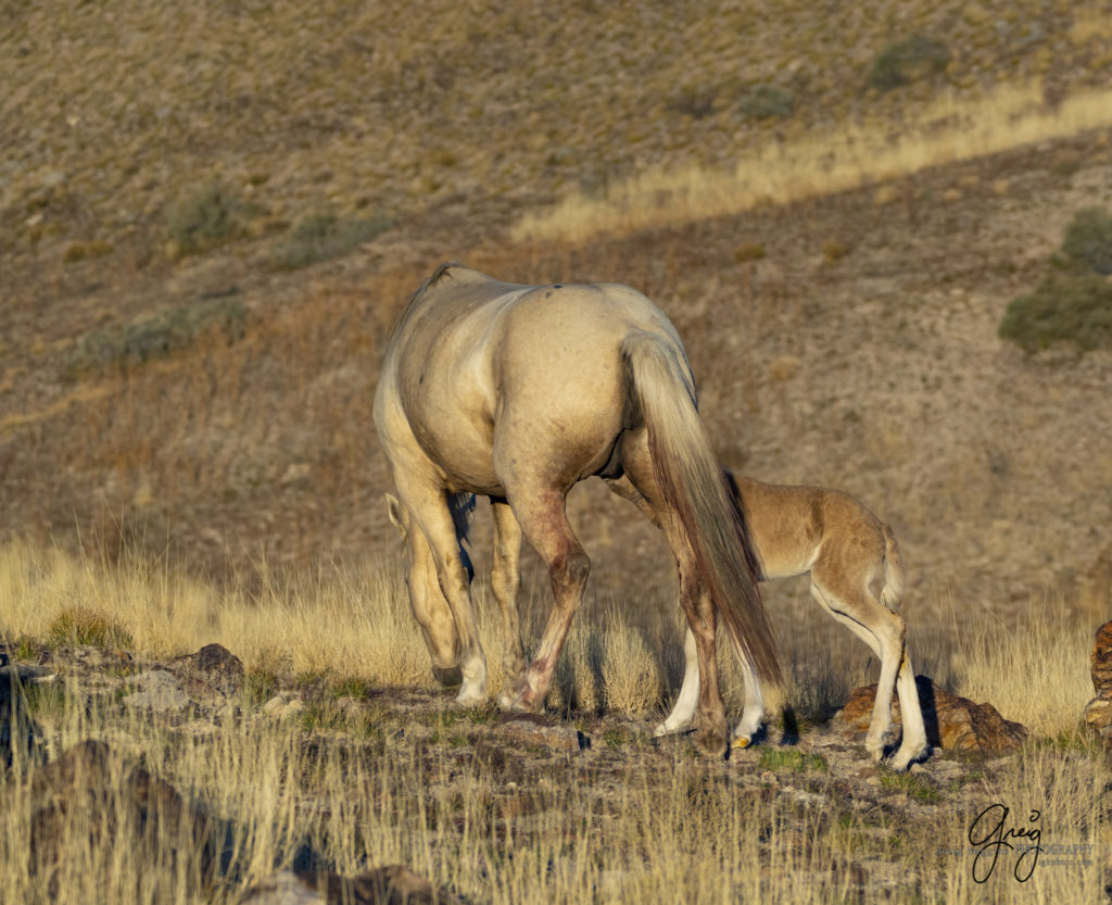 Onaqui filly born in December, new wild horse foal, newest Onaqui foal, new filly, Onaqui wild horses