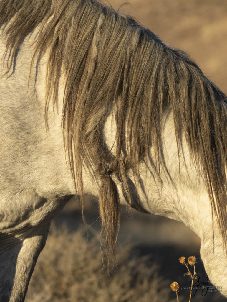 best wild horse photographs, wild horses, wild horse photographers, Onaqui wild horses