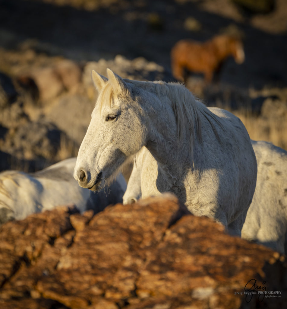 best wild horse photographs, wild horses, wild horse photographers, Onaqui wild horses