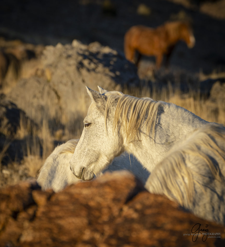 best wild horse photographs, wild horses, wild horse photographers, Onaqui wild horses