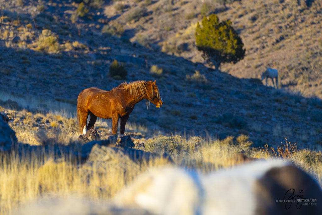 best wild horse photographs, wild horses, wild horse photographers, Onaqui wild horses