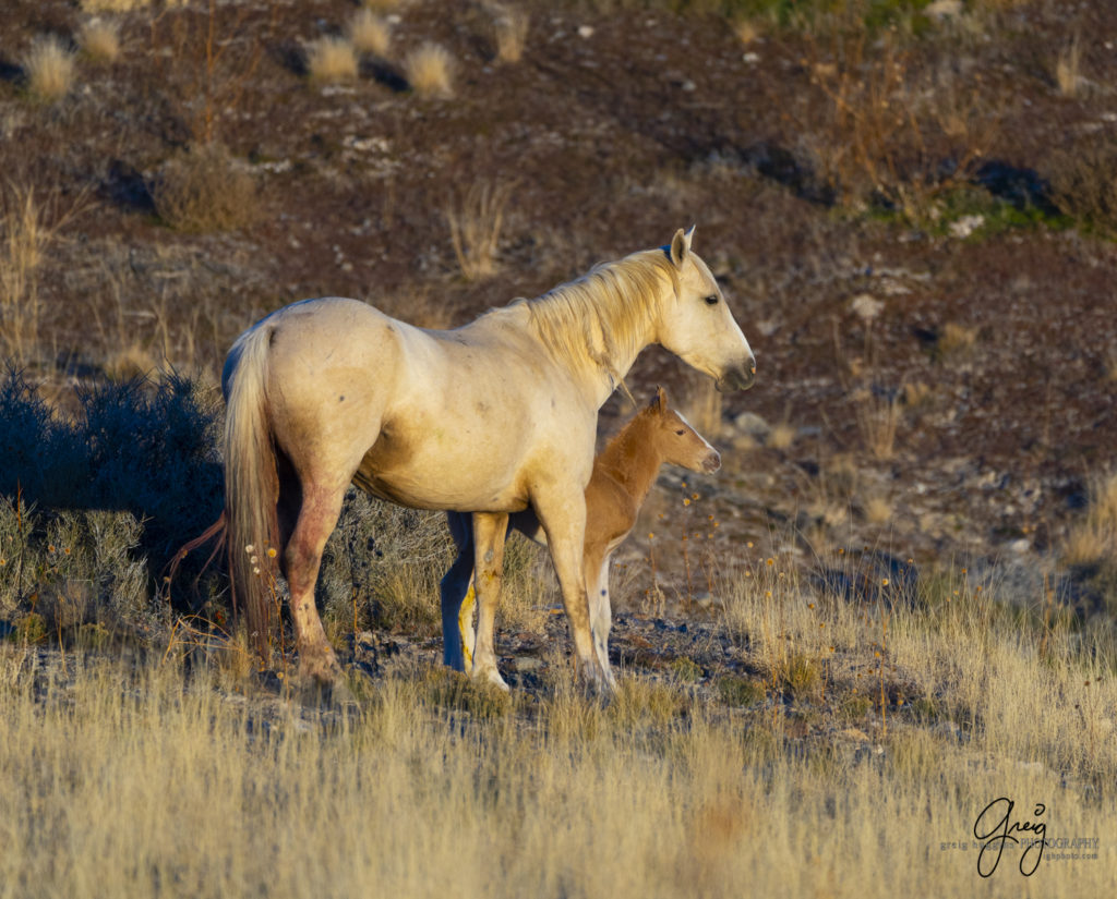 Onaqui filly born in December, new wild horse foal, newest Onaqui foal, new filly, Onaqui wild horses