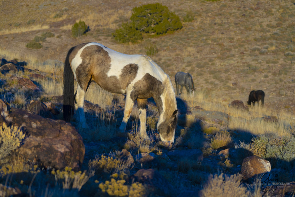 best wild horse photographs, wild horses, wild horse photographers, Onaqui wild horses