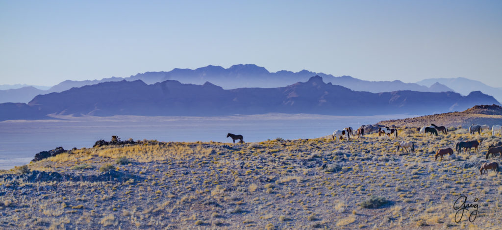 best wild horse photographs, wild horses, wild horse photographers, Onaqui wild horses