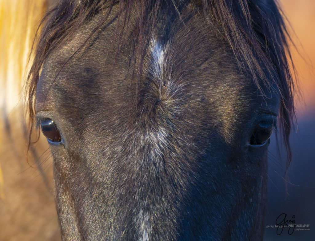 best wild horse photographs, wild horses, wild horse photographers, Onaqui wild horses