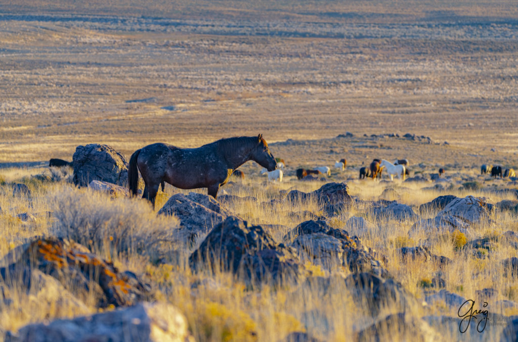 best wild horse photographs, wild horses, wild horse photographers, Onaqui wild horses