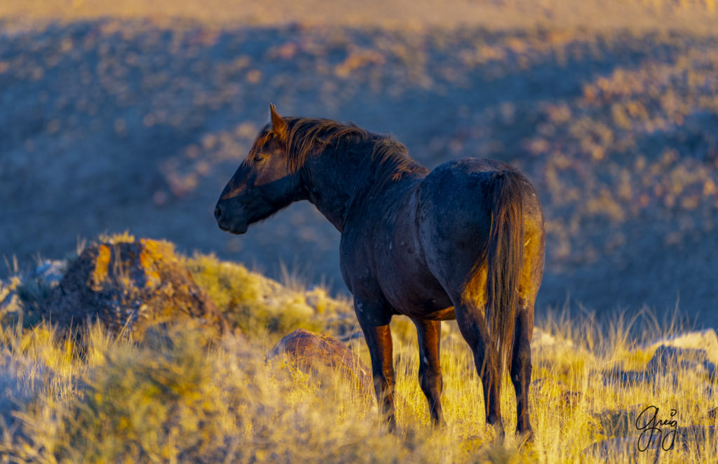 best wild horse photographs, wild horses, wild horse photographers, Onaqui wild horses