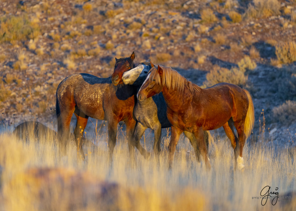 best wild horse photographs, wild horses, wild horse photographers, Onaqui wild horses