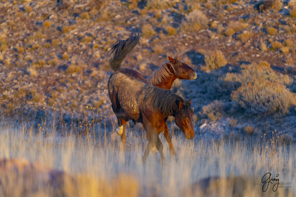 best wild horse photographs, wild horses, wild horse photographers, Onaqui wild horses